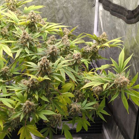 Critical Widow growlog timeline photo