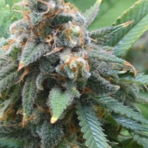 Critical Widow growlog timeline photo