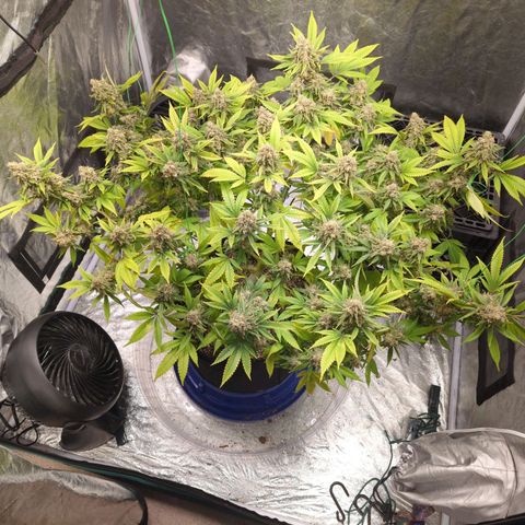 Critical Widow growlog timeline photo