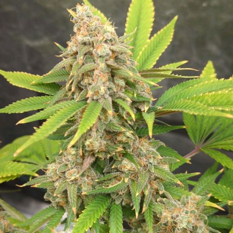 Critical Widow growlog timeline photo