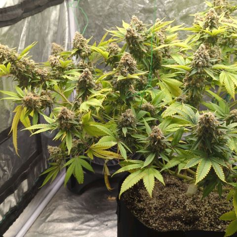 Critical Widow growlog timeline photo