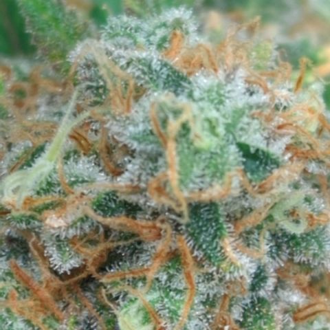 Critical Widow growlog timeline photo