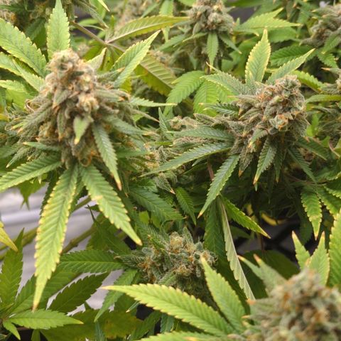Critical Widow growlog timeline photo