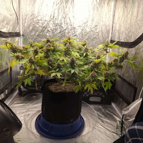 Critical Widow growlog timeline photo