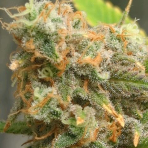 Critical Widow growlog timeline photo
