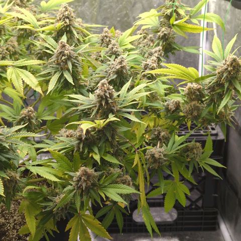 Critical Widow growlog timeline photo