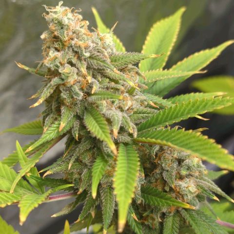 Critical Widow growlog timeline photo