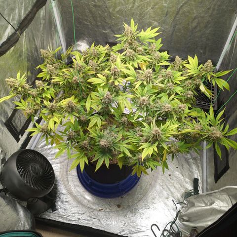 Critical Widow growlog timeline photo