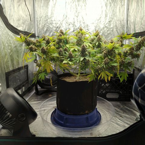 Critical Widow growlog timeline photo