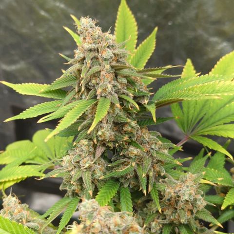 Critical Widow growlog timeline photo