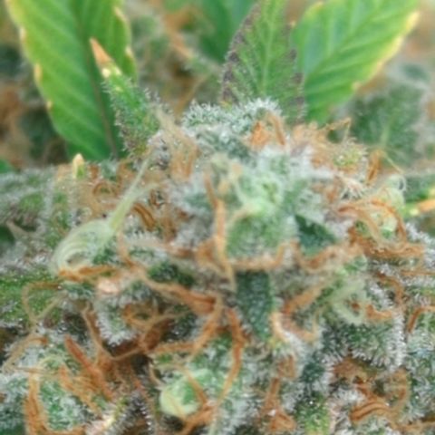 Critical Widow growlog timeline photo