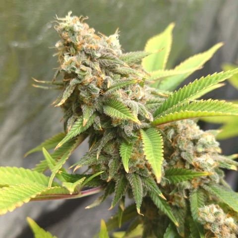 Critical Widow growlog timeline photo