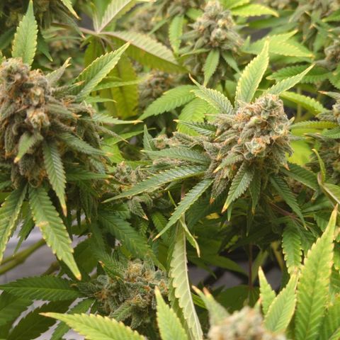 Critical Widow growlog timeline photo