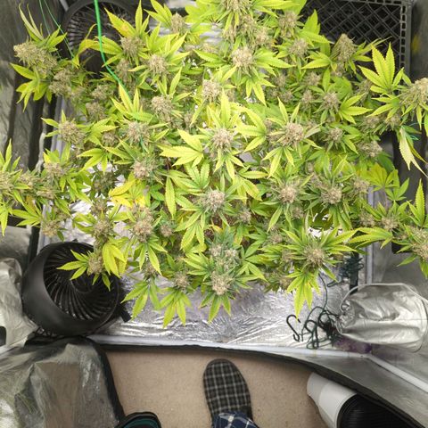 Critical Widow growlog timeline photo