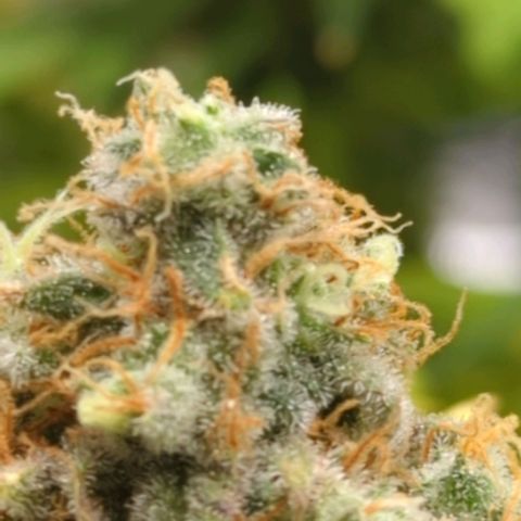 Critical Widow growlog timeline photo