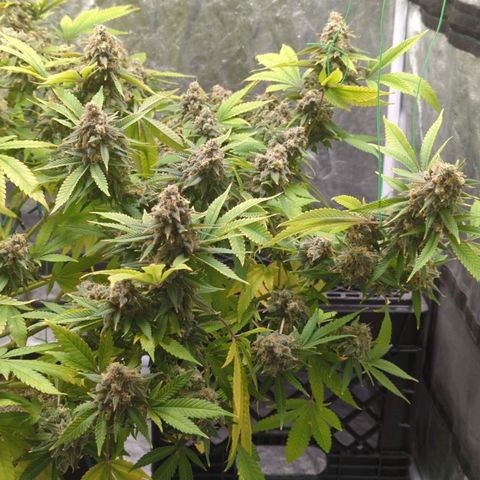 Critical Widow growlog timeline photo
