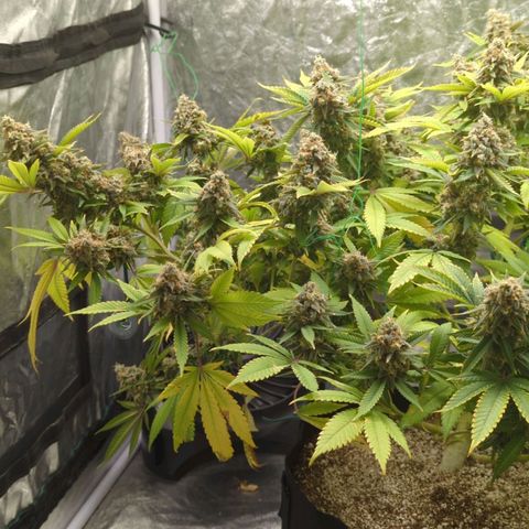 Critical Widow growlog timeline photo