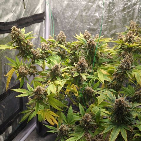Critical Widow growlog timeline photo