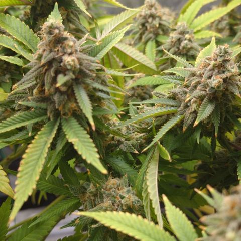 Critical Widow growlog timeline photo