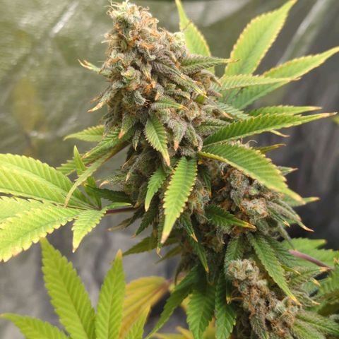 Critical Widow growlog timeline photo