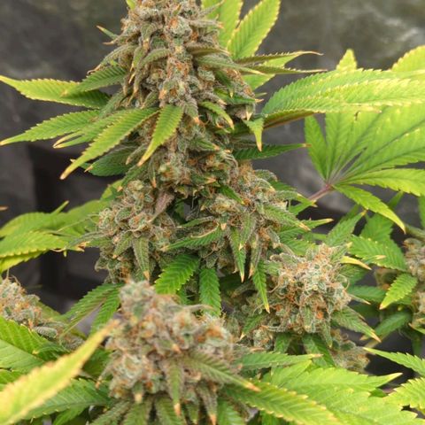 Critical Widow growlog timeline photo
