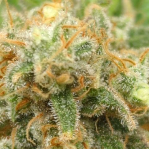 Critical Widow growlog timeline photo