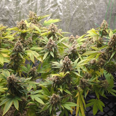 Critical Widow growlog timeline photo
