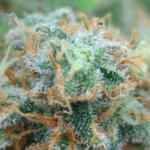 Critical Widow growlog timeline photo