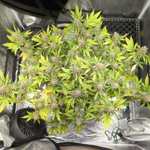 Critical Widow growlog timeline photo