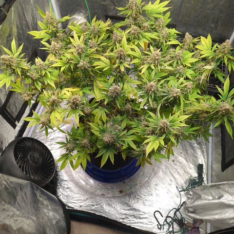 Critical Widow growlog timeline photo