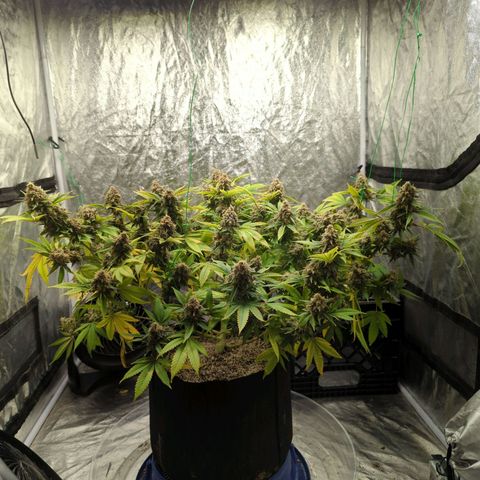 Critical Widow growlog timeline photo