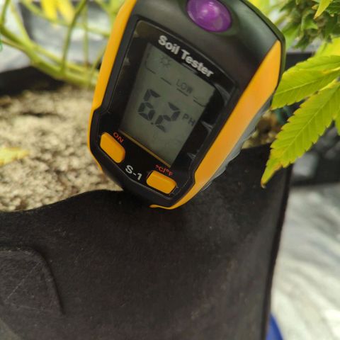 Critical Widow growlog timeline photo