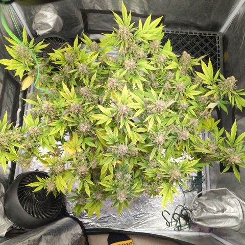 Critical Widow growlog timeline photo