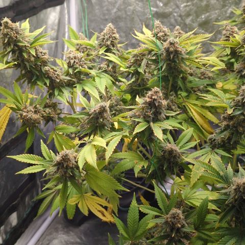 Critical Widow growlog timeline photo