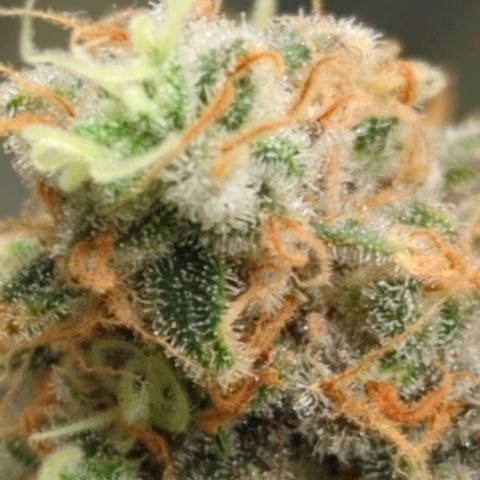 Critical Widow growlog timeline photo