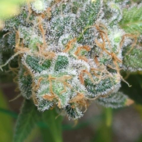 Critical Widow growlog timeline photo