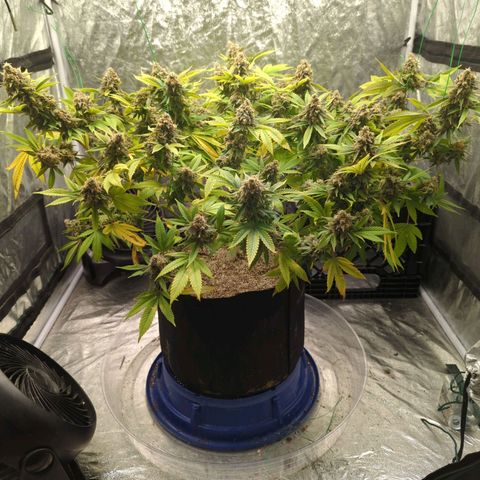 Critical Widow growlog timeline photo