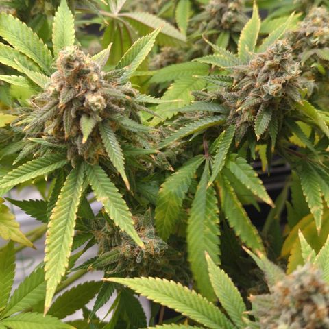 Critical Widow growlog timeline photo