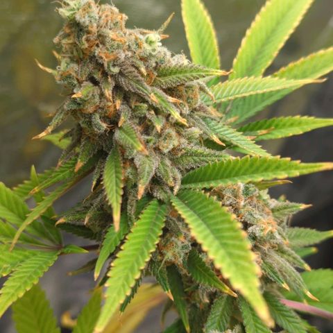 Critical Widow growlog timeline photo