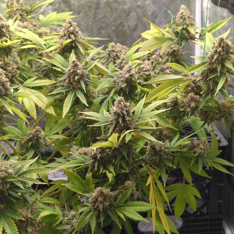 Critical Widow growlog timeline photo
