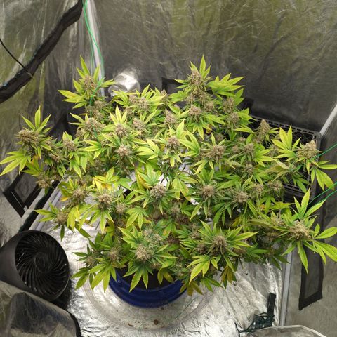 Critical Widow growlog timeline photo