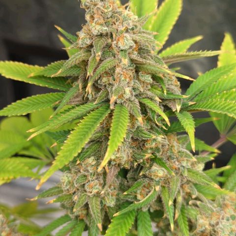 Critical Widow growlog timeline photo