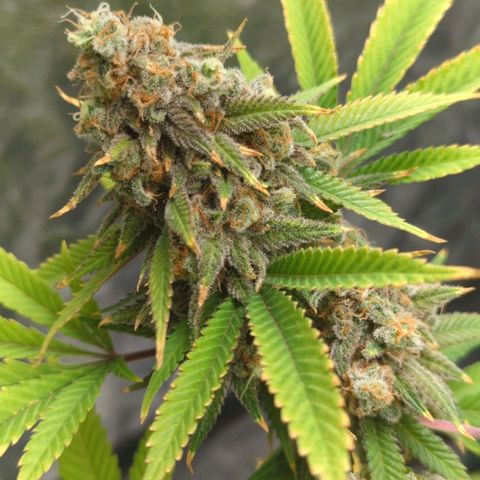 Critical Widow growlog timeline photo