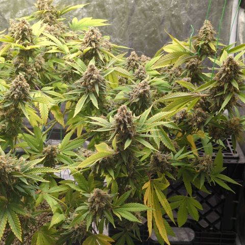 Critical Widow growlog timeline photo