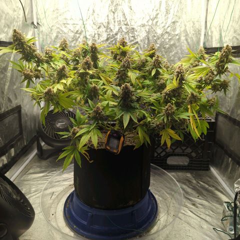 Critical Widow growlog timeline photo