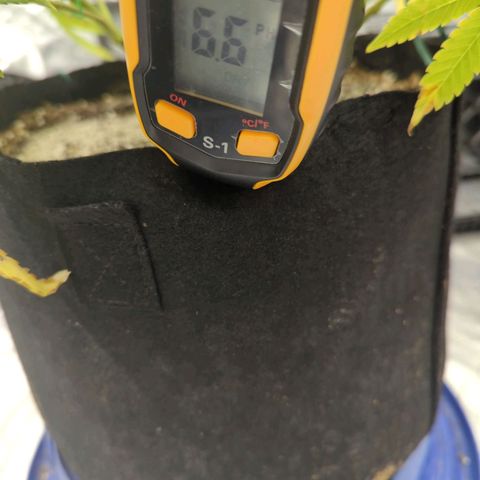 Critical Widow growlog timeline photo