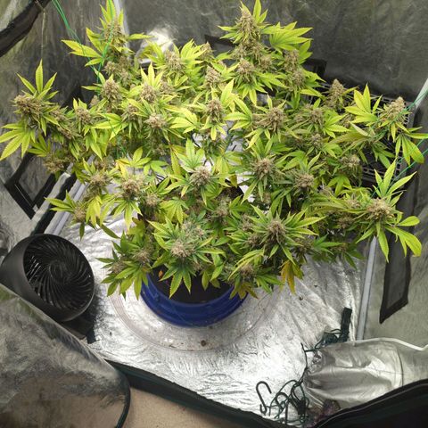 Critical Widow growlog timeline photo
