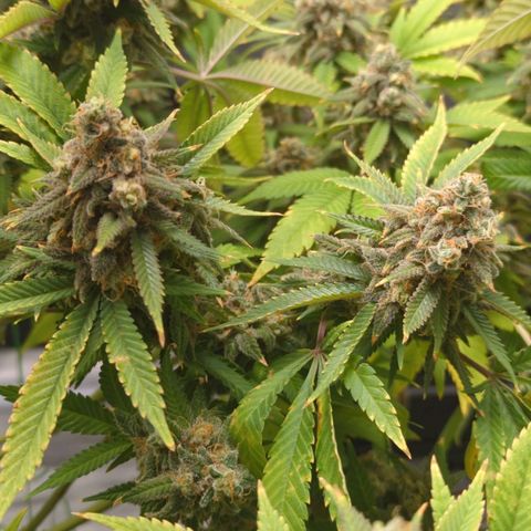 Critical Widow growlog timeline photo