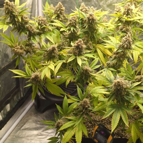 Critical Widow growlog timeline photo