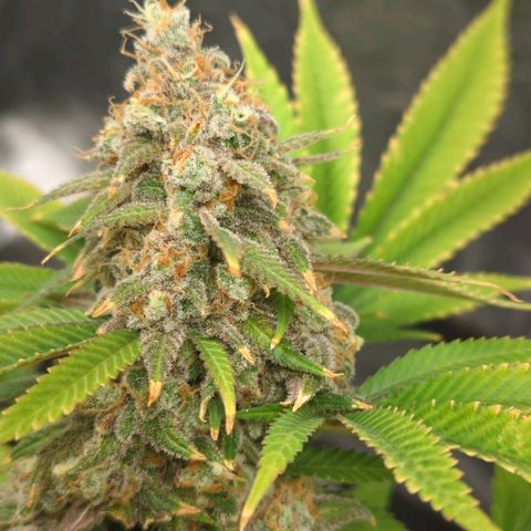 Critical Widow growlog timeline photo